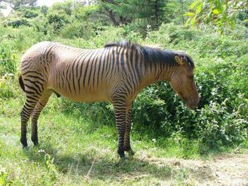 زبرویید: حاصل آمیزش گورخر و اسب‌ها 