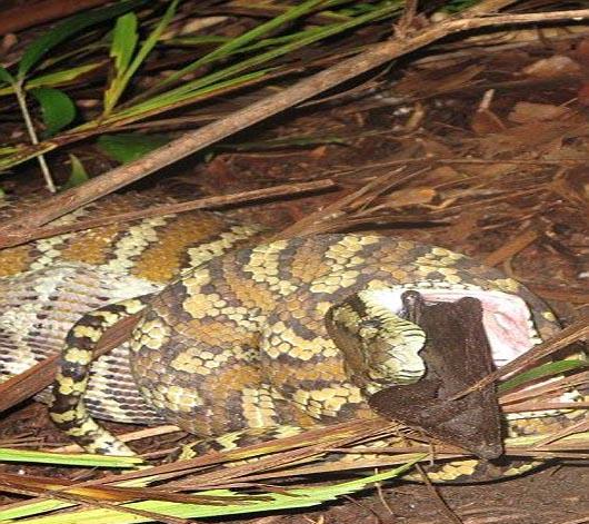 شکار روباه توسط مار پیتون