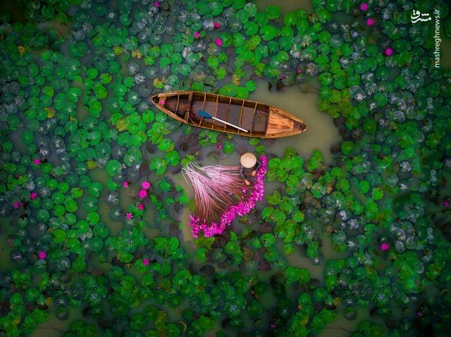 تصویری ددنی از برداشت گل نیلوفر در عکس روز نشنال جئوگرافیک