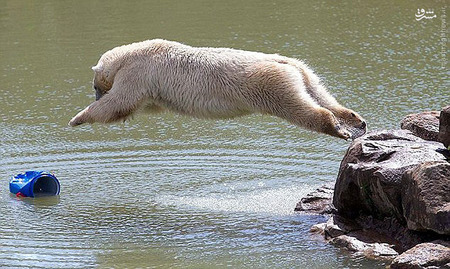 عکس/ وسیله بازی یک خرس قطبی 