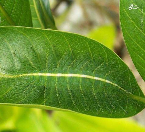 استتار كرم پروانه ای/عکس