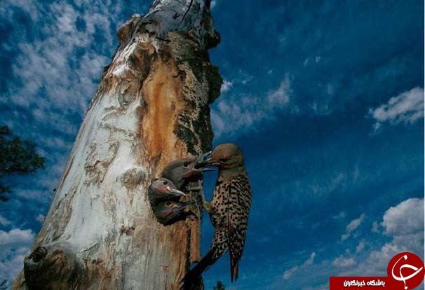 عکس های منتخب نشنال جئوگرافیک + تصاویر