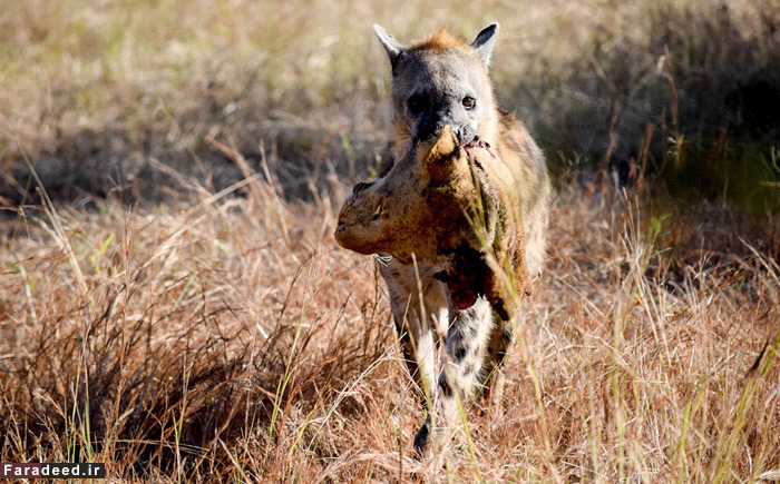 (تصاویر) عجیب و دیدنی از دنیای حیوانات