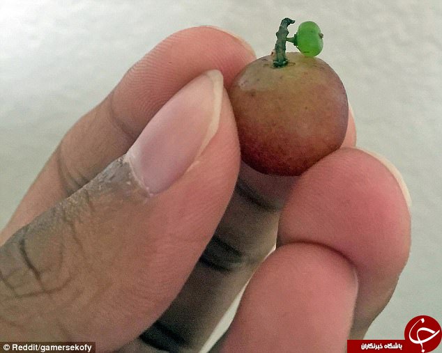 میوه‌های عجیب الخلقه در سراسر جهان+ تصاویر