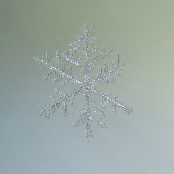 عکس ماکرو از دانه‌ی برف