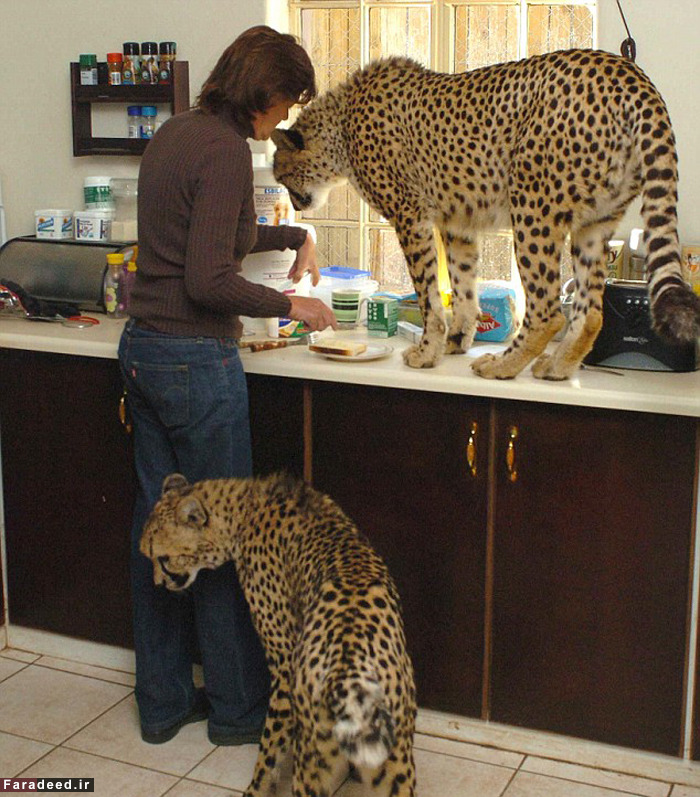 (تصاویر) رهایی زن از سرطان با عشق به یوزپلنگ