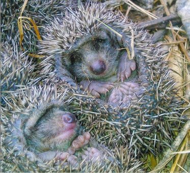 دوست داشتنی ترین چوپان ایرانی +عکس