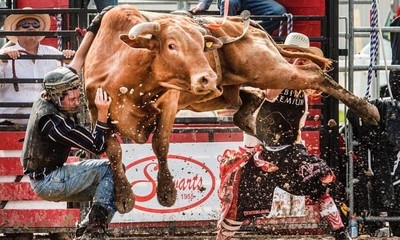 مسابقات گاوبازی در کانادا