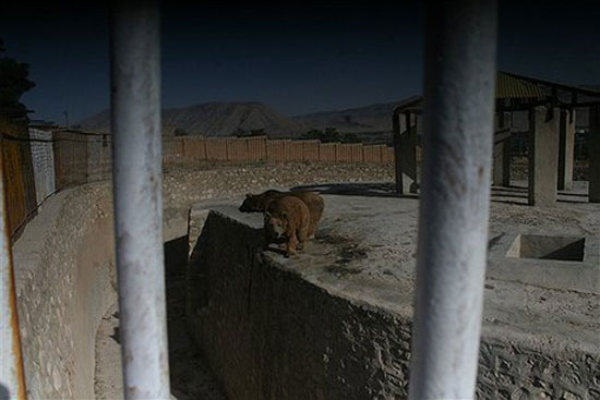 وضعیت اسفبار حیوانات یک باغ‌ وحش/عکس