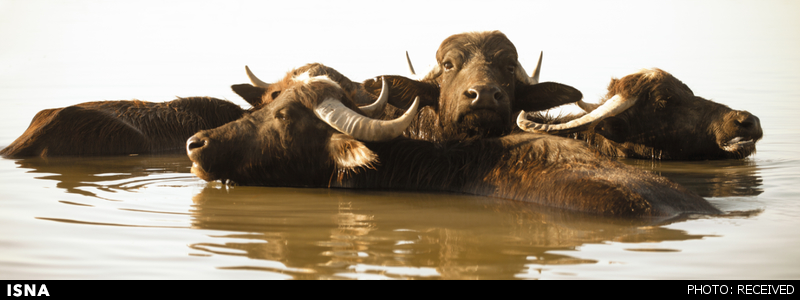 نمایش اثر عکاس ایرانی در ایتالیا+عکس