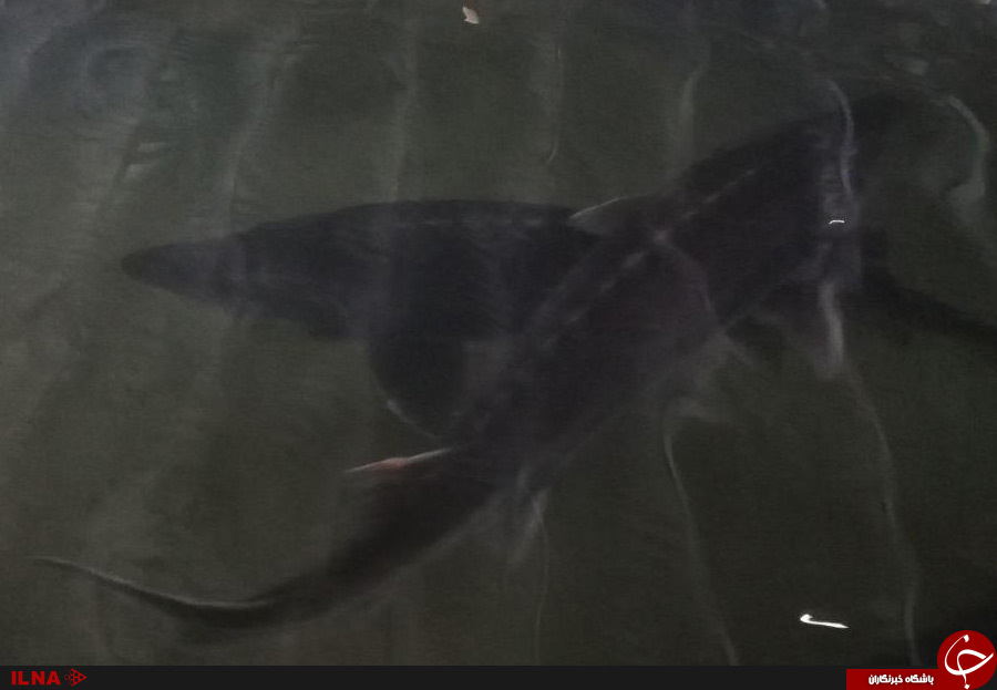 Ø¯Ø±Ø¢Ù…Ø¯ Ù…ÛŒÙ„ÛŒØ§Ø±Ø¯ÛŒ Ø§Ø² Ù¾Ø±ÙˆØ±Ø´ Ù…Ø§Ù‡ÛŒØ§Ù† Ø®Ø§ÙˆÛŒØ§Ø±ÛŒ Ø¯Ø± Ø¨ÛŒØ§Ø¨Ø§Ù†!+ ØªØµØ§ÙˆÛŒØ±