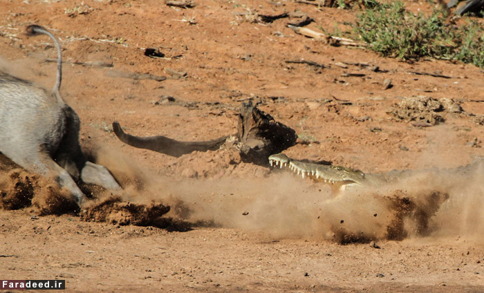 (تصاویر) عجیب و دیدنی از دنیای حیوانات