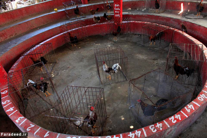 (تصاویر) سنت جنگ خروس‌های جنگی