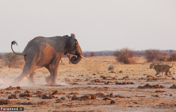 (تصاویر) فرار شیرها از ترس فیل