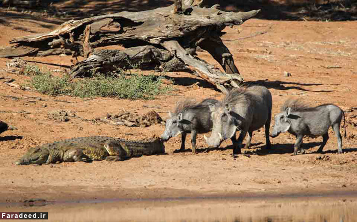 (تصاویر) عجیب و دیدنی از دنیای حیوانات