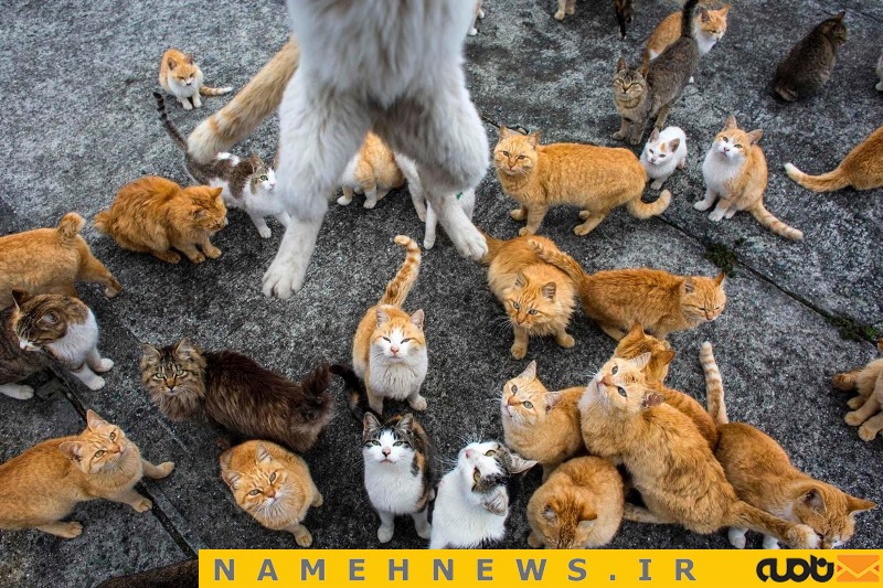 ارتش گربه ها در ژاپن+تصاویر