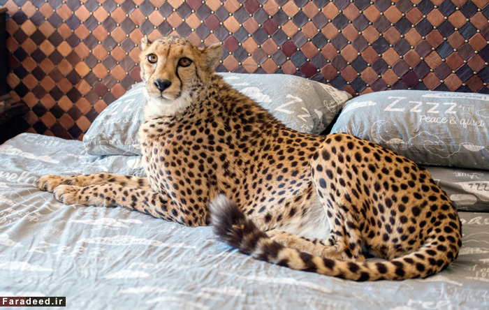 (تصاویر) رهایی زن از سرطان با عشق به یوزپلنگ