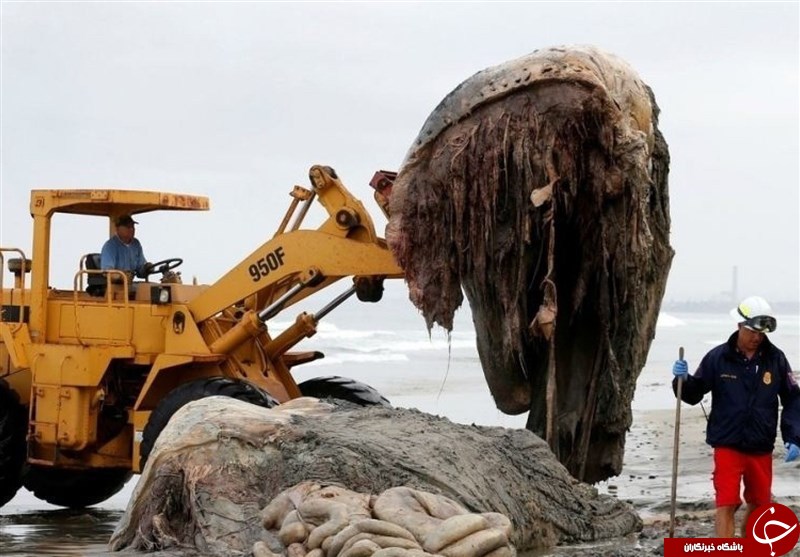 Ú©Ø´Ù Ù„Ø§Ø´Ù‡ ÛŒÚ© Ù…ÙˆØ¬ÙˆØ¯ Ø§Ø³Ø±Ø§Ø±Ø¢Ù…ÛŒØ² Ùˆ Ø¹Ø¸ÛŒÙ…â€ŒØ§Ù„Ø¬Ø«Ù‡ Ø¯Ø± Ø³ÙˆØ§Ø­Ù„ Ø±ÙˆØ³ÛŒÙ‡+ ØªØµØ§ÙˆÛŒØ±