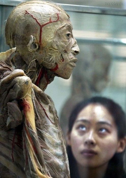 جشنواره جنازه‌های جنجالی+عکس