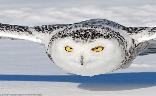 لحظه زیبای شکار جغد برفی+ تصاویر