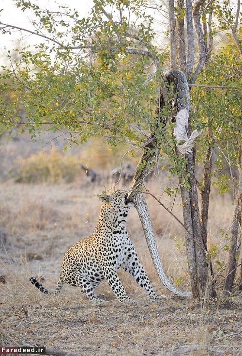 پلنگ گرسنه، مار پیتون را از درخت پایین کشید!