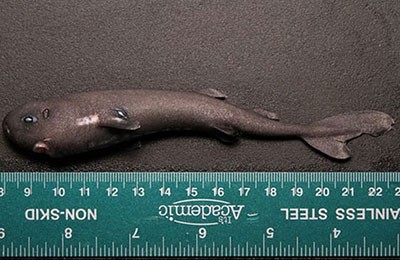 اخبار,اخبار گوناگون