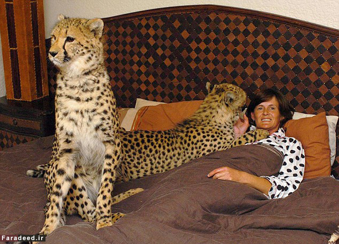 (تصاویر) رهایی زن از سرطان با عشق به یوزپلنگ