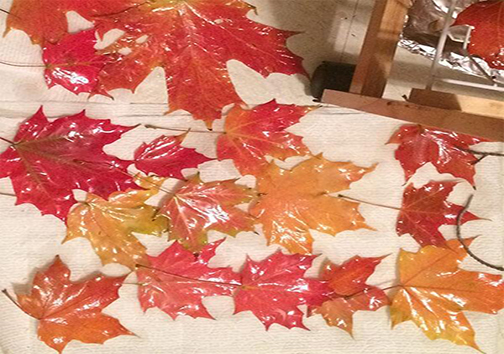 وقتی برگ‌های پاییزی را هم می‌فروشند! + تصاویر