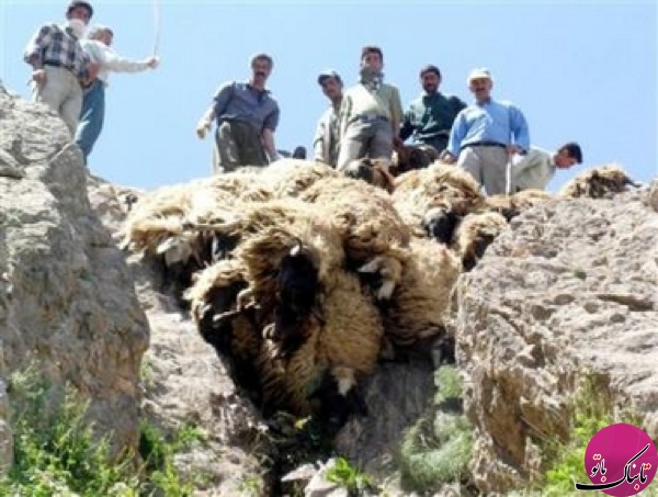 راز مرگ های دسته جمعی حیوانات