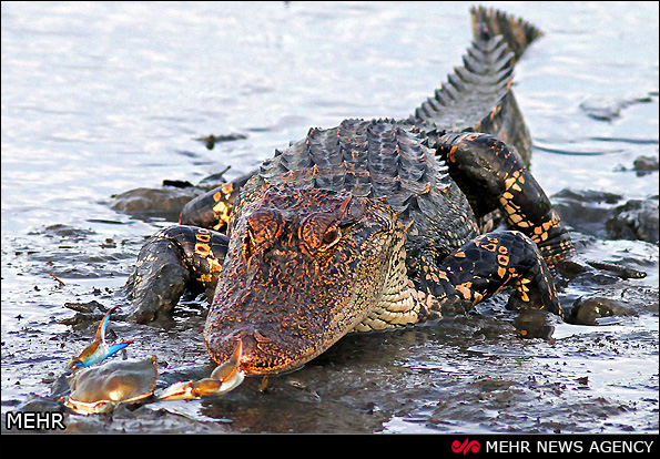 عکس/ شوخی خرچنگ با تمساح درنده‎