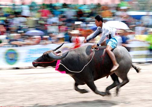 مسابقات بوفالو سواری چونبوری 2015 + تصاویر