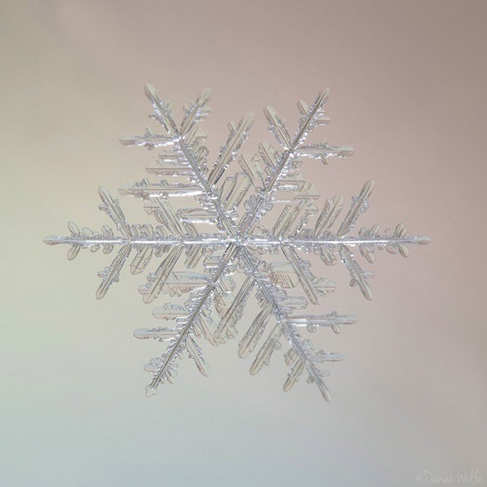 عکس ماکرو از دانه‌ی برف