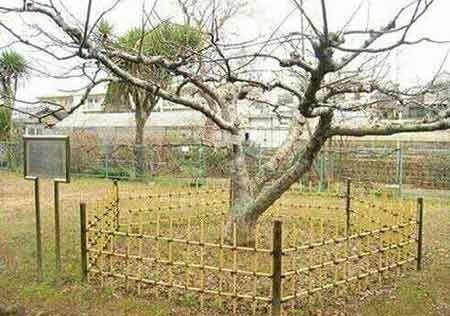 درخت سیب مشهور نیوتن +تصاویر