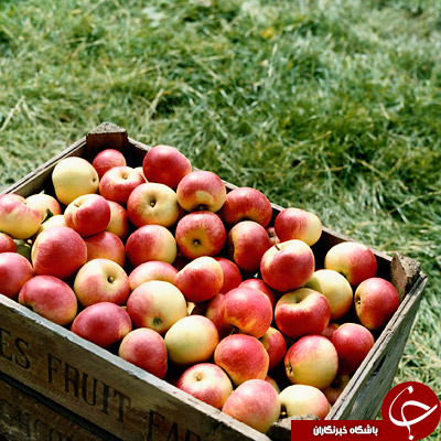 ۸ ماده غذایی مفید برای کاهش کلسترول