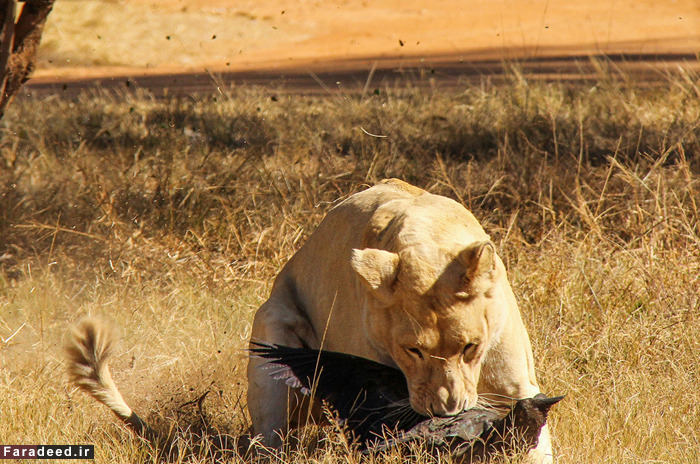 (تصاویر) عجیب و دیدنی از دنیای حیوانات