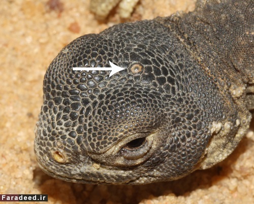 جانوری سه چشم که برای تخم‌گذاری 38 سال زمان نیاز دارد!