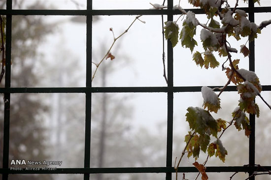 عکس: بارش برف در ارتفاعات تهران