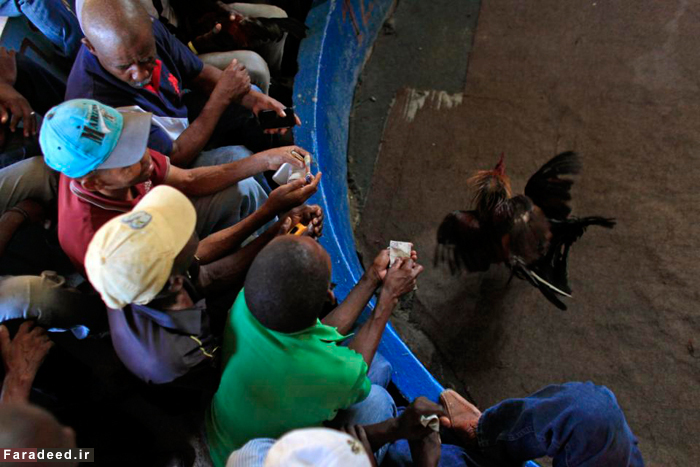 (تصاویر) سنت جنگ خروس‌های جنگی