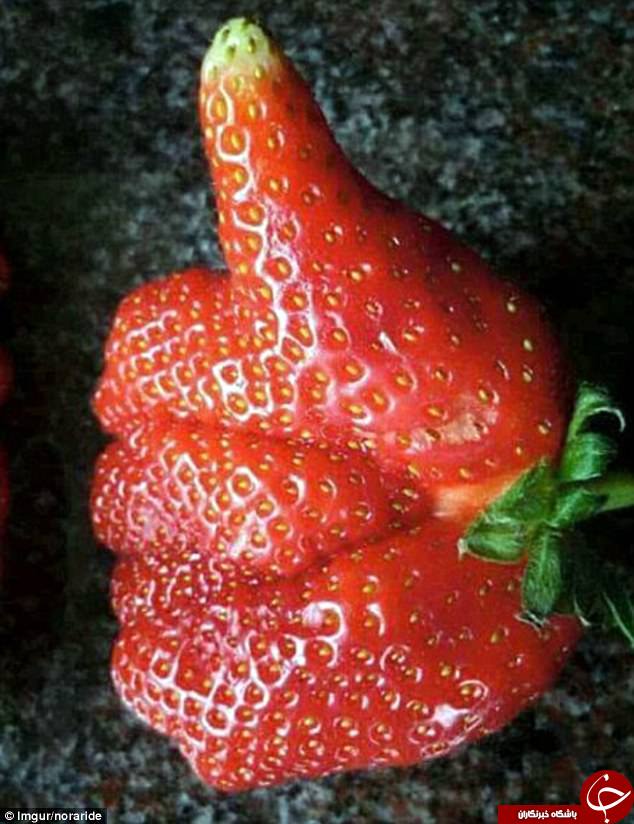 میوه‌های عجیب الخلقه در سراسر جهان+ تصاویر