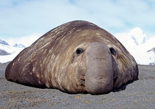 زشت‌ترین موجودات دنیا هم نباید منقرض شوند + تصاویر