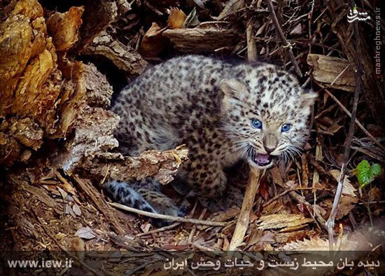 عکس/ توله پلنگ تازه متولد شده در پارک ملی گلستان