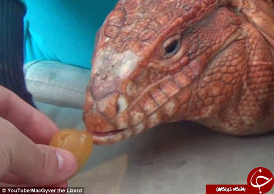 این مارمولک باهوش 33 هزار فالوور دارد