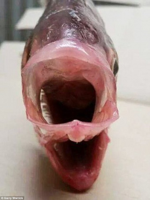 ماهی با دو دهان+ عکس