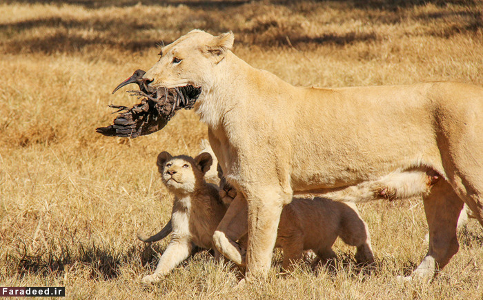 (تصاویر) عجیب و دیدنی از دنیای حیوانات