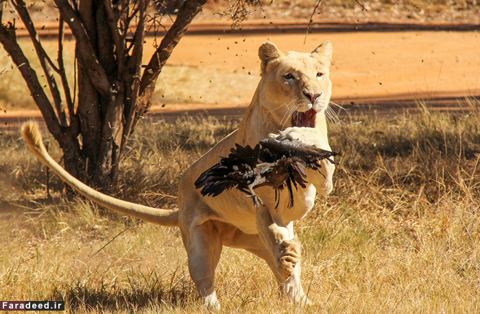 (تصاویر) عجیب و دیدنی از دنیای حیوانات