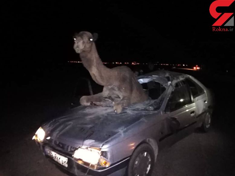 عجیب ترین عکس از تصادف شتر با پژو / در خراسان رخ داد