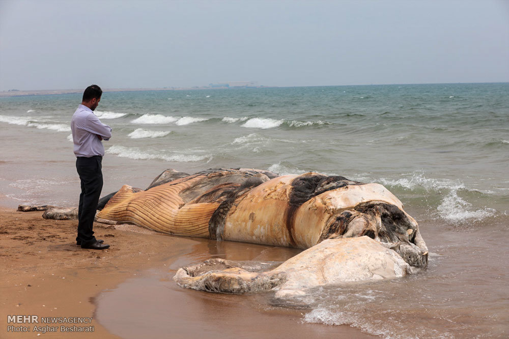 به گل نشستن لاشه نهنگ در قشم/ عکس