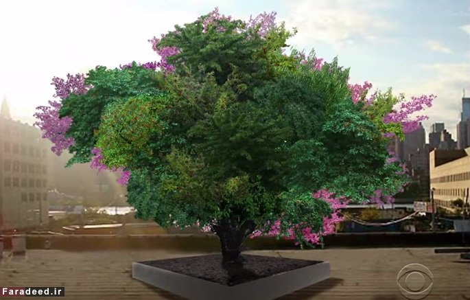 (تصاویر) درختی با 40 میوه مختلف