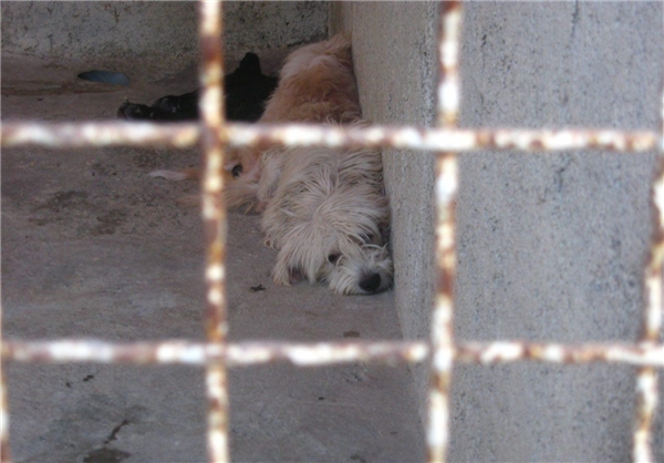 (تصاویر) وضیت وخیم باغ‌وحش تبریز