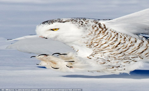 لحظه زیبای شکار جغد برفی+ تصاویر